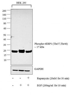 Invitrogen Phospho-4EBP1 (Thr37, Thr46) Polyclonal Antibody 100 &mu;L | Buy Online | Invitrogen&trade; | Fisher Scientific