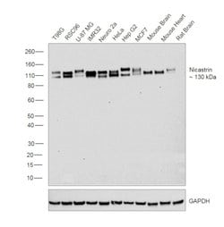 Nicastrin Polyclonal Antibody, Invitrogen 100 &mu;L; Unconjugated:Antibodies,