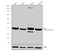 Invitrogen NPM1 Polyclonal Antibody 100 &mu;L | Buy Online | Invitrogen&trade; | Fisher Scientific