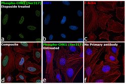 Invitrogen Phospho-CHK1 (Ser317) Polyclonal Antibody 100 &mu;L; Unconjugated:Antibodies,