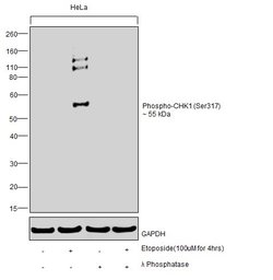 Invitrogen Phospho-CHK1 (Ser317) Polyclonal Antibody 100 &mu;L; Unconjugated:Antibodies,