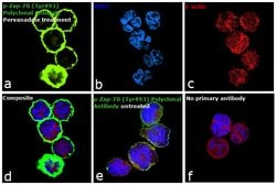 Invitrogen Phospho-Zap-70 (Tyr493) Polyclonal Antibody 100 &mu;L; Unconjugated:Antibodies,