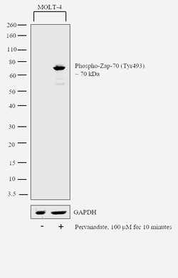 Invitrogen Phospho-Zap-70 (Tyr493) Polyclonal Antibody 100 &mu;L; Unconjugated:Antibodies,