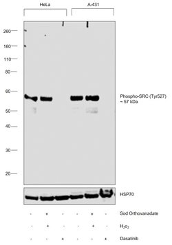 Invitrogen Phospho-SRC (Tyr530) Polyclonal Antibody 100 &mu;L; Unconjugated:Antibodies,