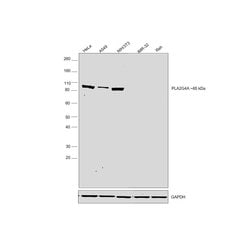 Invitrogen Phospho-PLA2G4A (Ser505) Polyclonal Antibody 100 &mu;L; Unconjugated:Antibodies,
