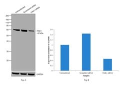 Invitrogen PAK1 Polyclonal Antibody 100 &mu;L; Unconjugated:Antibodies,
