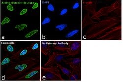 Invitrogen H3K18ac Polyclonal Antibody 100 &mu;L; Unconjugated:Anticuerpos