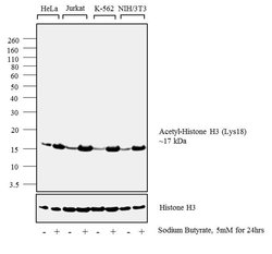 Invitrogen H3K18ac Polyclonal Antibody 100 &mu;L; Unconjugated:Anticuerpos