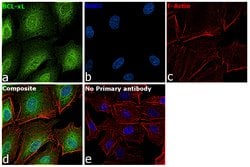Invitrogen Bcl-xL Polyclonal Antibody 100 &mu;L | Buy Online | Invitrogen&trade; | Fisher Scientific