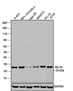 Invitrogen Bcl-xL Polyclonal Antibody 100 &mu;L | Buy Online | Invitrogen&trade; | Fisher Scientific