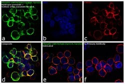 Invitrogen Phospho-ZAP70/Syk (Tyr319, Tyr352) Polyclonal Antibody 100 &mu;L | Buy Online | Invitrogen&trade; | Fisher Scientific