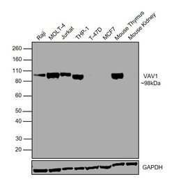 Invitrogen VAV1 Polyclonal Antibody 100 &mu;L; Unconjugated:Antibodies,