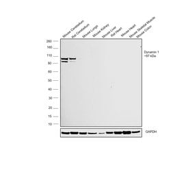 Invitrogen Dynamin 1 Polyclonal Antibody 100 &mu;L; Unconjugated:Antibodies,
