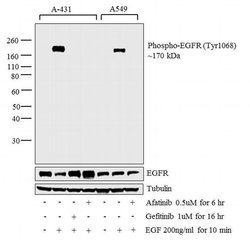 Invitrogen Phospho-EGFR (Tyr1068) Polyclonal Antibody 100 &mu;L | Buy Online | Invitrogen&trade; | Fisher Scientific