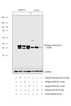 Invitrogen Phospho-c-Jun (Ser73) Polyclonal Antibody 100 &mu;L; Unconjugated:Anticuerpos