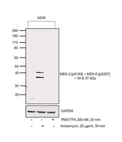 Invitrogen Phospho-MEK3/MEK6 (Ser189, Ser207) Polyclonal Antibody 100 &mu;L;