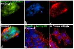 Invitrogen Phospho-c-Jun (Ser63) Polyclonal Antibody 100 &mu;L; Unconjugated:Antibodies,