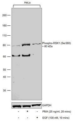 Invitrogen Phospho-RSK1 (Ser380) Polyclonal Antibody 100 &mu;L; Unconjugated:Antibodies,