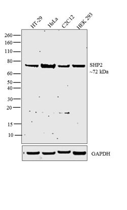 SHP2 Polyclonal Antibody, Invitrogen&trade; 100 &mu;g; Unconjugated 