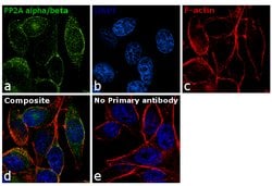 Invitrogen PP2A alpha/beta Polyclonal Antibody 100 &mu;g; Unconjugated:Antibodies,