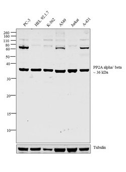 Invitrogen PP2A alpha/beta Polyclonal Antibody 100 &mu;g; Unconjugated:Antibodies,