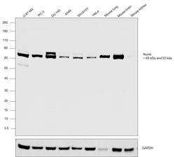 Invitrogen NUMB Polyclonal Antibody 100 μg; Unconjugated:Antibodies,