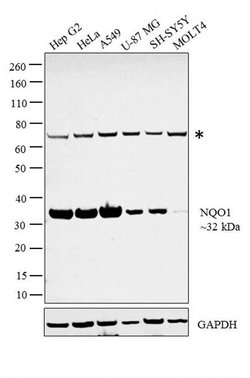 Invitrogen NQO1 Polyclonal Antibody 100 &mu;g; Unconjugated:Antibodies,