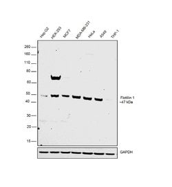 Invitrogen Flotillin 1 Polyclonal Antibody 100 &mu;g; Unconjugated:Antibodies,