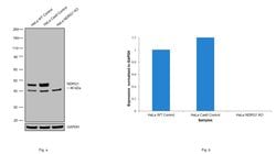 Invitrogen NDRG1 Polyclonal Antibody 100 &mu;g; Unconjugated:Antibodies,