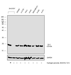 Invitrogen DJ-1 Polyclonal Antibody 100 &mu;g; Unconjugated:Antibodies,