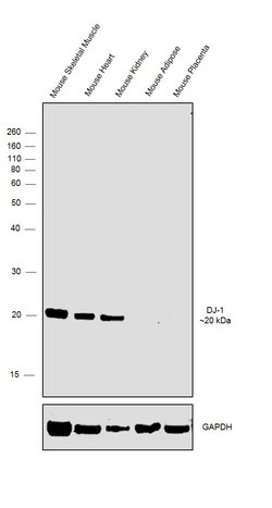 Invitrogen DJ-1 Polyclonal Antibody 100 &mu;g; Unconjugated:Antibodies,