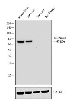 Invitrogen MUNC18 Polyclonal Antibody 100 &mu;g; Unconjugated:Antibodies,