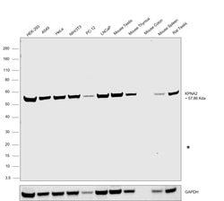 Invitrogen KPNA2 Polyclonal Antibody 100 &mu;g; Unconjugated:Antibodies,