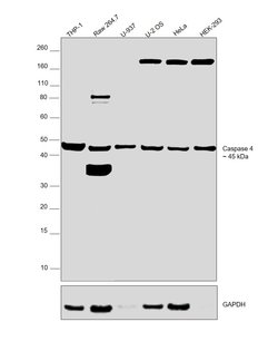 Invitrogen Caspase 4 Polyclonal Antibody 100 &mu;g | Buy Online | Invitrogen&trade; | Fisher Scientific