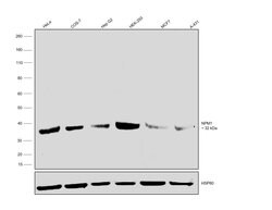 Invitrogen NPM1 Polyclonal Antibody 100 &mu;g; Unconjugated:Antibodies,