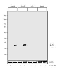 Invitrogen APOE Polyclonal Antibody 100 μg; Unconjugated:Antibodies,