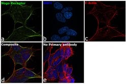Invitrogen Nogo Receptor Polyclonal Antibody 100 &mu;g; Unconjugated:Antibodies,
