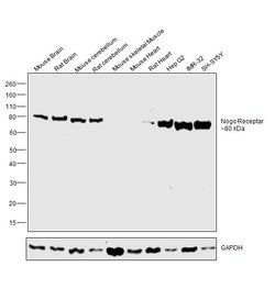Invitrogen Nogo Receptor Polyclonal Antibody 100 &mu;g; Unconjugated:Antibodies,