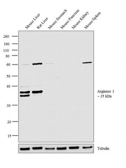 Invitrogen Arginase 1 Polyclonal Antibody 100 &mu;g; Unconjugated:Antikörper