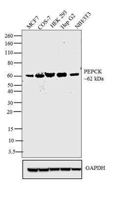 Invitrogen PCK2 Polyclonal Antibody 100 &mu;g; Unconjugated:Antibodies,