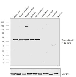 Invitrogen Cannabinoid Receptor 1 Polyclonal Antibody 100 &mu;g; Unconjugated:Antibodies,