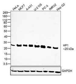 Invitrogen HP1 beta Polyclonal Antibody 100 &mu;g; Unconjugated:Antibodies,