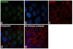 Invitrogen HEXIM1 Polyclonal Antibody 100 &mu;g; Unconjugated:Antibodies,