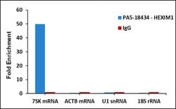 Invitrogen HEXIM1 Polyclonal Antibody 100 &mu;g; Unconjugated:Antibodies,