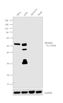 Invitrogen HEXIM1 Polyclonal Antibody 100 &mu;g; Unconjugated:Antibodies,