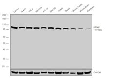Invitrogen KPNB1 Polyclonal Antibody 100 &mu;g; Unconjugated:Antibodies,