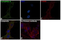 Invitrogen Cyclophilin A Polyclonal Antibody 100 μg; Unconjugated:Antibodies,