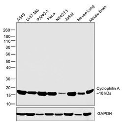 Invitrogen Cyclophilin A Polyclonal Antibody 100 μg; Unconjugated:Antibodies,