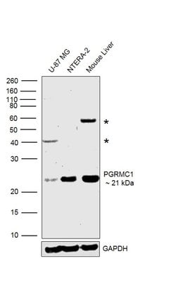 Invitrogen PGRMC1 Polyclonal Antibody 100 &mu;g; Unconjugated:Antibodies,