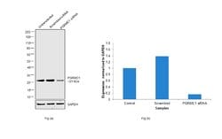 Invitrogen PGRMC1 Polyclonal Antibody 100 &mu;g; Unconjugated:Antibodies,